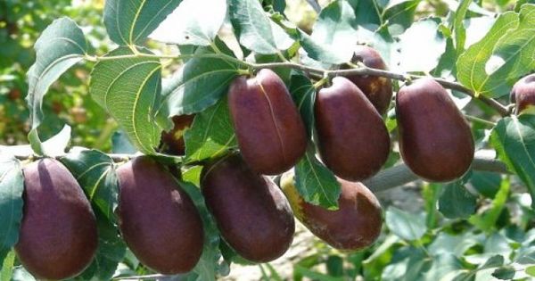 Зизифус чаще потребляют в свежем виде, но его также можно заморозить или засушить.