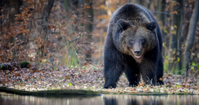 O turistă de 18 ani s-a înecat într-un lac în încercarea de a scăpa de un urs în România.