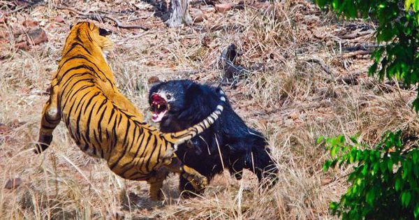 Confruntare rară între un tigru şi un urs, filmată într-un safari.