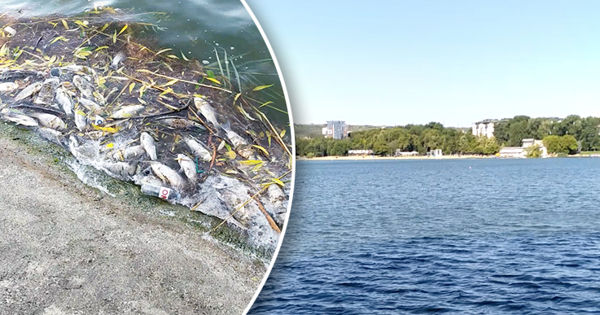 В озере Валя Морилор продолжает умирать рыба.