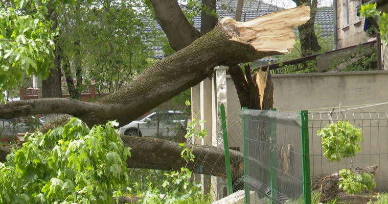 Planul de defrișare a copacilor din Capitală ar putea fi revizuit după decesul unui bărbat într-un parc.