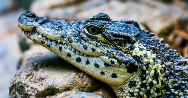 Crocodilul e mâncare de post? Răspunsul genial al unui preot. Foto: Antena3