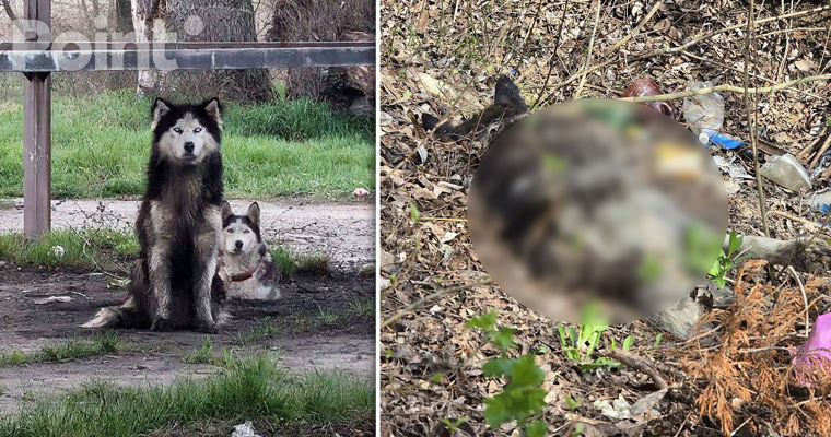 Un husky abandonat lângă Chișinău a stat șase zile lângă prietena sa moartă: I se caută un adăpost.