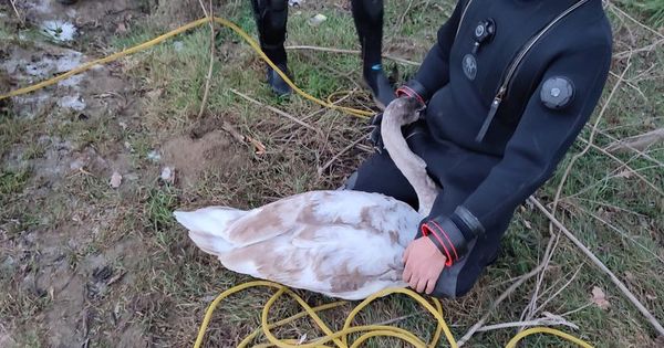 Пограничники вызволили лебедя, застрявшего во льду на реке Прут.