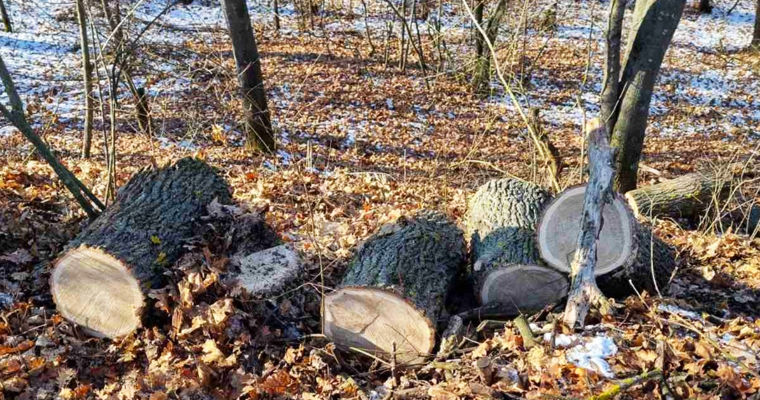 Лесничий заплатит более 100 тысяч леев штрафа: допустил незаконную вырубку.