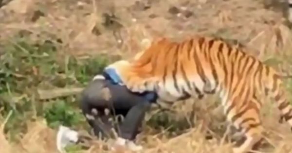 Bărbat mâncat de tigri, după ce a încercat să intre la ZOO sărind gardul.