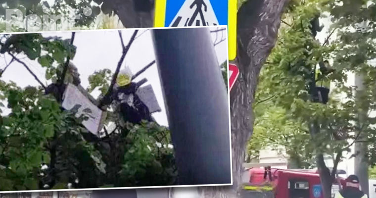 У парламента мужчина залез на дерево в знак протеста.