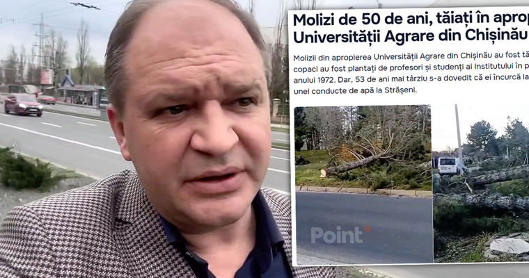 Ceban: Primăria Chișinău nu are nicio atribuție cu lucrările de defrișare a arborilor.