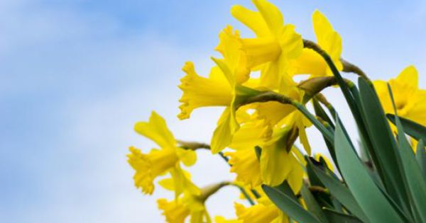 Narcisele, posibil remediu împotriva cancerului.