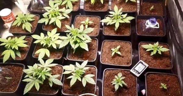 Выращивание конопли до 20 административная картинки на тему конопля