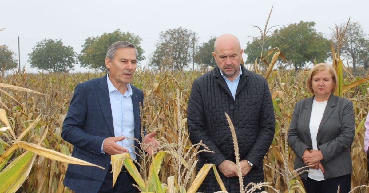 В Молдове кукуруза занимает 31% всех засеянных сельхозугодий.