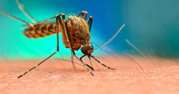 Un nou caz de deces provocat de malarie, înregistrat în R. Moldova