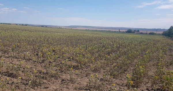 Из-за засухи в Тараклийском районе гибнет урожай кукурузы.