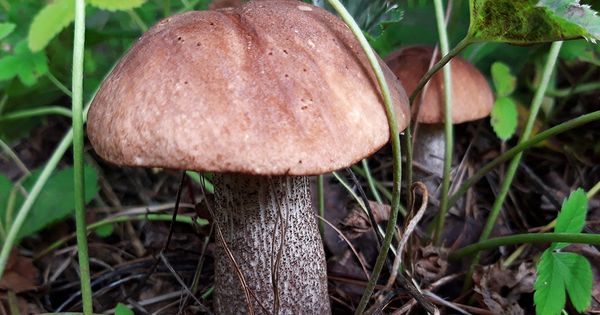В МЧС РФ рассказали, как убедиться в съедобности гриба.