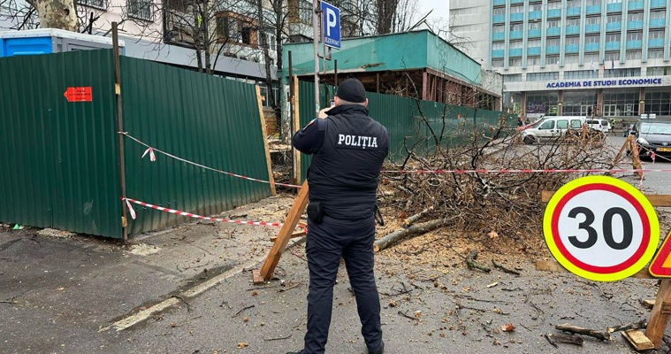 В центре Кишинева возле кафе срубили платаны: власти проводят проверку.