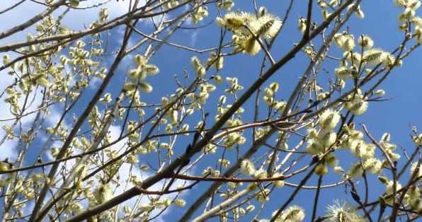 В Молдову весеннее тепло вернется в конце недели.