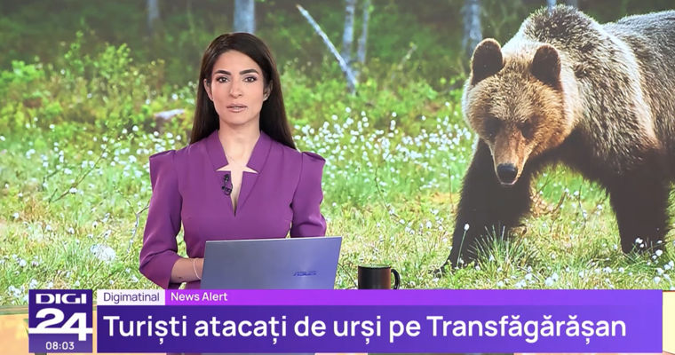 В Румынии от нападений медведей пострадали три иностранных туриста.