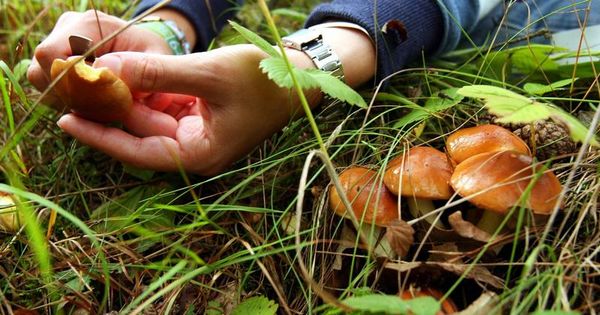 С начала недели 10 детей отравились грибами.