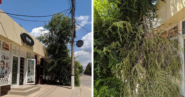 Спустя неделю после урагана в Бельцах остались поваленные деревья.