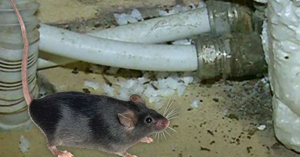 Жилой дом на Старой почте заполонили крысы.