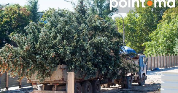 Многолетние голубые ели выкорчевывают у здания Дворца профсоюзов.