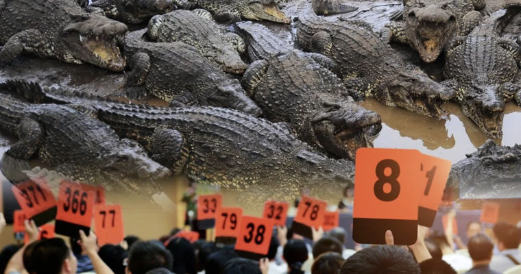 Un tribunal din China scoate la licitație 100 de tone de crocodili vii.