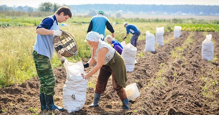 В Молдове труд подёнщиков оцифруют, а пенсионный стаж будут рассчитывать автоматически.