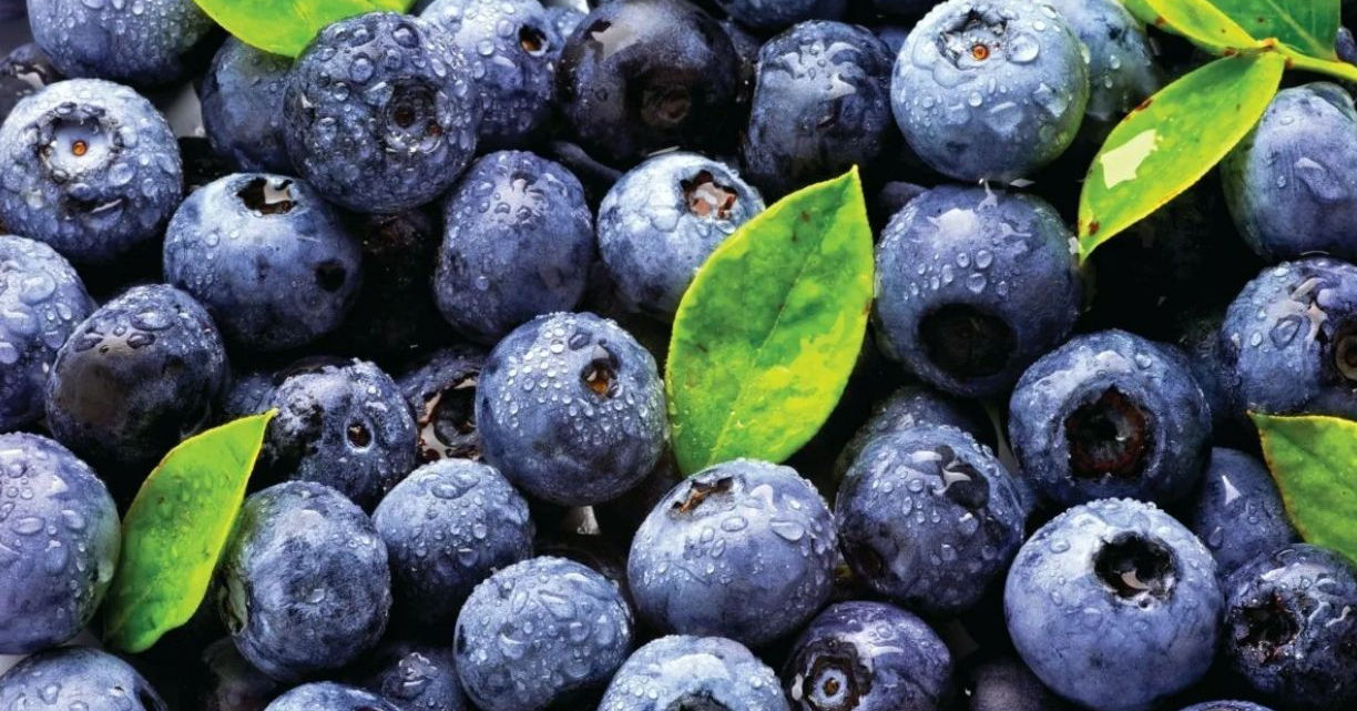 Голубика является отличным средством против многих болезней