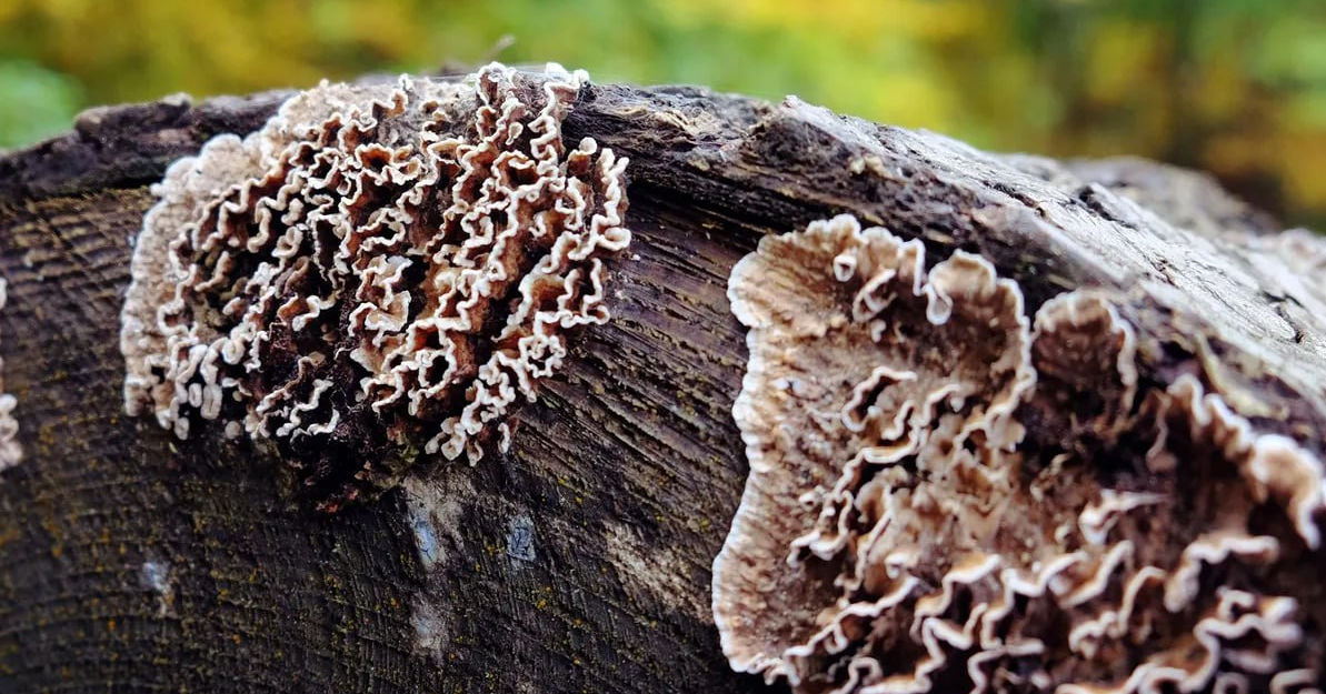 трихофитон рубрум. плесневые и паразитические грибы. заболевания растений вызванные грибами. возбудитель. грибы заражение.