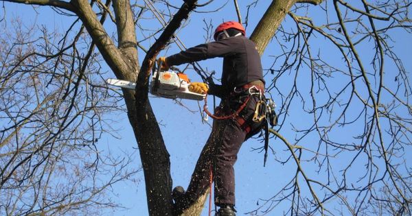 Бельчане месяцами стоят в очереди на обрезку деревьев.