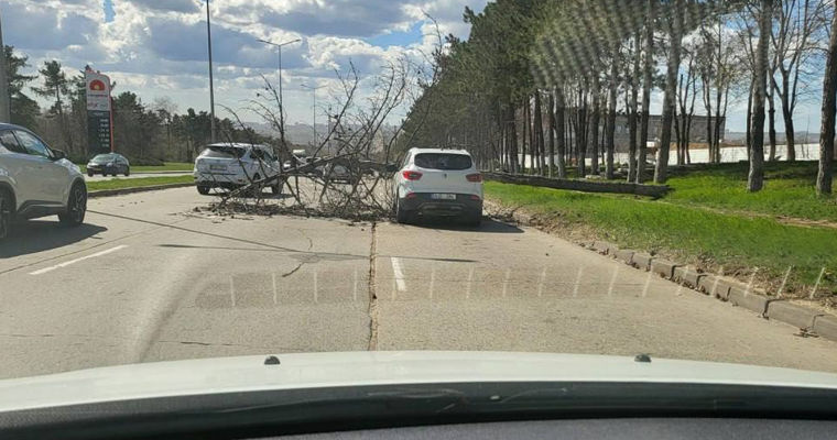 В Кишиневе на автомобиль упало дерево.