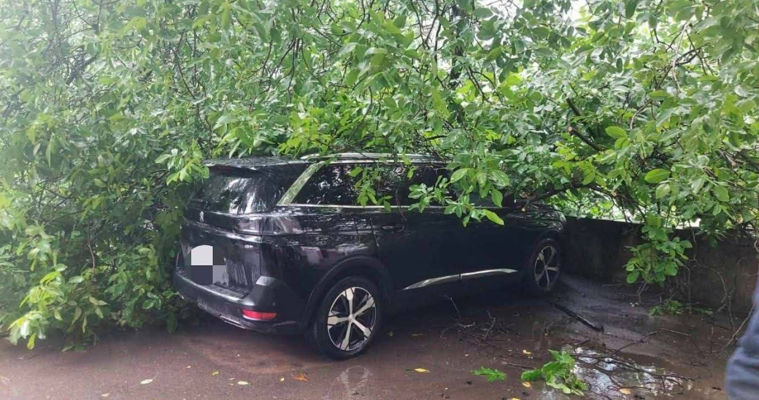 В Бельцах из-за ветра упали деревья: пострадал прохожий, повреждены автомобили.