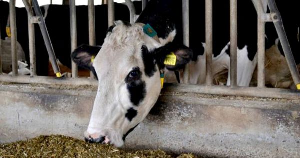 Sorina, prima vacă care a produs 100.000 de litri de lapte.