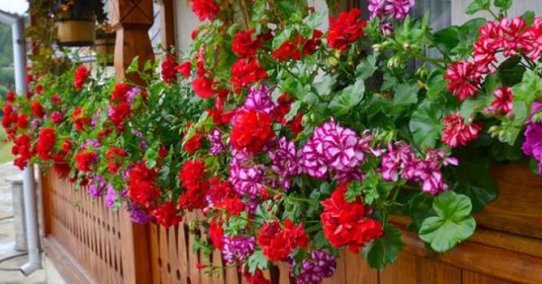 Sfaturi simple pentru o bogăţie de flori. Cum să înmulţeşti muşcatele