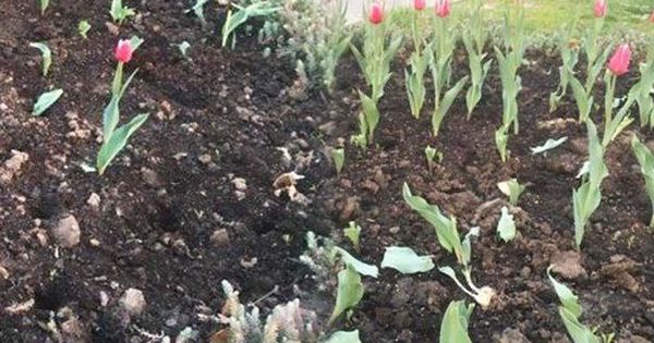 Злоумышленники вырвали цветы и вытоптали клумбу на Ботанике.