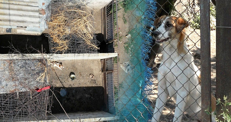 В Сынжерейском районе семья разводит собак: соседи жалуются на запах.