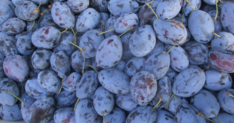 Tone de prune infectate, provenite din Moldova, vor fi distruse în Rusia.