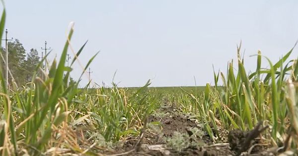 Десять сельскохозяйственных ассоциаций обратились к властям за помощью.