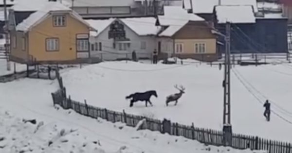 România: Un cerb coborât din pădure se împrietenește cu un cal