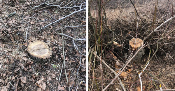 В Сынжерейском районе оштрафовали местных жителей за вырубку деревьев.