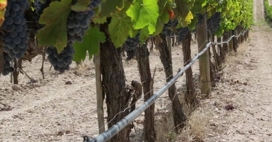 Капельное орошение для винограда. Капельное орошение яблоневого сада. Капельный полив виноградника. Капельный полив виноградной плантации. Капельное виноградник.