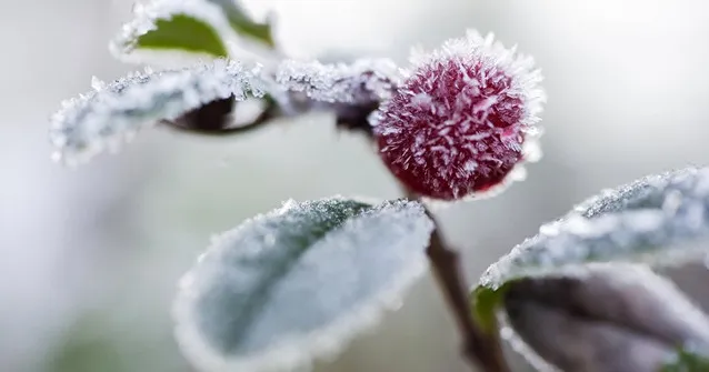 Un nou Cod Galben de îngheț în Moldova: Perioada și zonele vizate