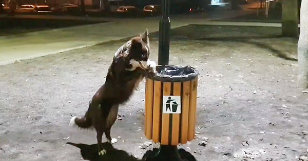 В Кишиневе бордер-колли собирает мусор и выбрасывает в урны.