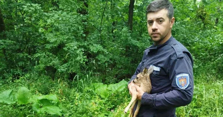 В Ниспоренском районе спасли детёныша косули.