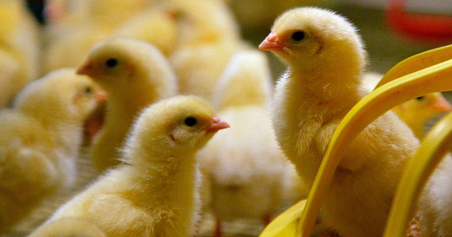 Птичий грипп находится в четырех мутациях от того, чтобы перейти к человеку