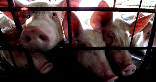 В Румынии выявлены новые случаи африканской чумы свиней.