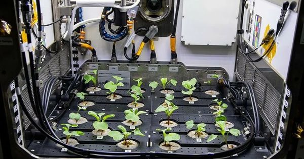 Китайцы предложили выращивать в космосе ГМО-картошку с вкусной ботвой.