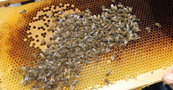 Пчеловоды: Засуха ставит под угрозу урожай мёда.
