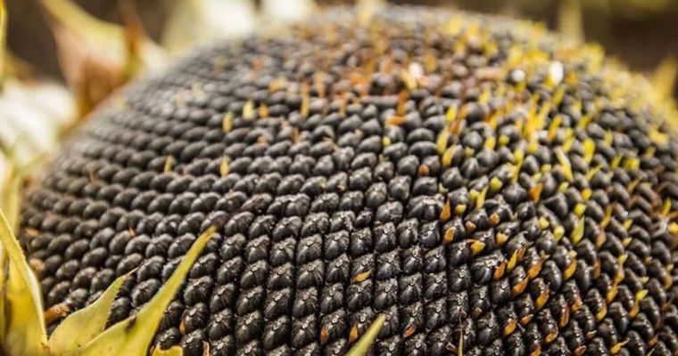 Exporturile de floarea-soarelui din Moldova ating un nivel record.