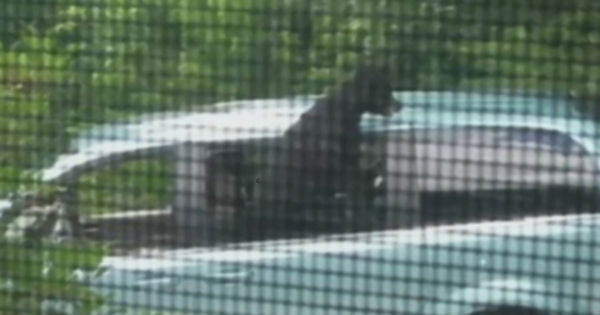Невозмутимый медведь сел в машину и съел бутерброд.